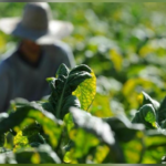 Safra de tabaco 2025/2026 deve ser menor devido ao clima, aponta Afubra