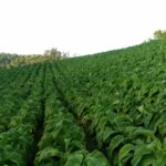 Dia Mundial do Produtor de Tabaco valoriza a importância da fumicultura para o campo e a economia
