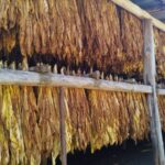 Preço mínimo do tabaco deve ser definido em reuniões nesta semana