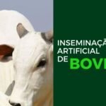 Estrela Velha abre inscrições para curso de inseminação artificial