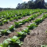 Safra de tabaco chega a 85% de plantio no Sul