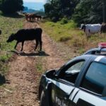 Polícia Civil de Arroio do Tigre prende suspeito de abigeato em Tunas