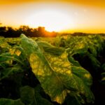 Cadeia produtiva do tabaco será tema de seminário em Santa Cruz do Sul