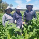 Abertura Oficial da Colheita do Tabaco será em Santa Cruz do Sul