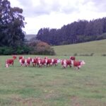 CITE 122 de Lagoão reúne produtores para reunião mensal e avaliação de rebanho