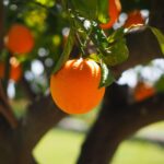 Curso Técnico em Fruticultura do Colégio Politécnico da UFSM está com inscrições abertas