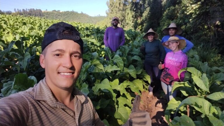 Dia Mundial do Produtor de Tabaco destaca importância econômica da fumicultura para a região Centro Serra
