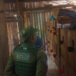 Rinha de galos é descoberta em Passa Sete durante operação da Brigada Militar Ambiental