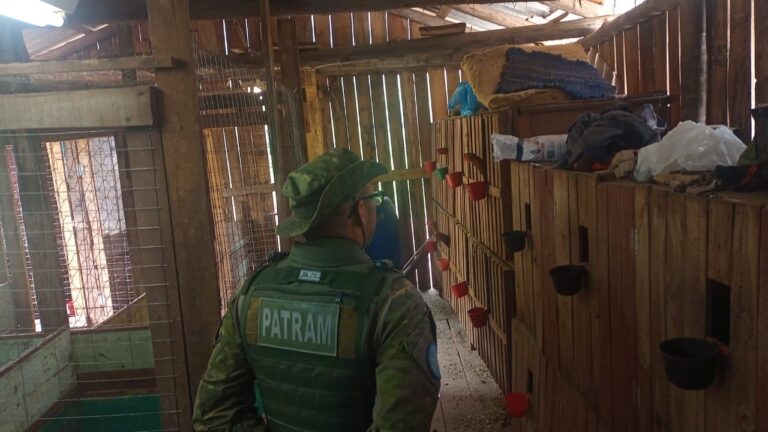 Rinha de galos é descoberta em Passa Sete durante operação da Brigada Militar Ambiental