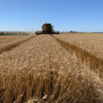 Produtores do Centro Serra registram nova quebra na safra de trigo