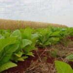 Após COP 11, Afubra pede união e reforça defesa dos produtores de tabaco