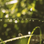 Chuva ameniza perdas na lavoura e anima produtores da região