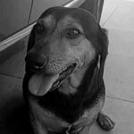 Cães são envenenados na virada do ano em Arroio do Tigre