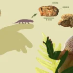 Fóssil encontrado em Novo Cabrais revela nova espécie pré-dinossauros