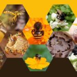 Passa Sete promove curso sobre manejo de abelhas sem ferrão no CRAS