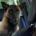 Caso de maus-tratos a animal é registrado no interior de Passa Sete