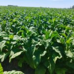 Negociação do tabaco segue sem acordo