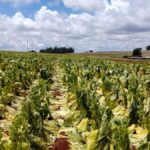 Afubra libera R$ 88 milhões a produtores atingidos por granizo na safra 2025/2026