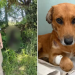 Casos de violência contra cães se multiplicam em municípios do Vale do Rio Pardo e Centro Serra