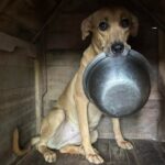 Grupo Au Au Miau enfrenta nova crise e pede doações urgentes em Sobradinho