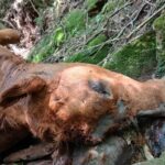 Vaca é abatida em tentativa de abigeato no interior de Sobradinho