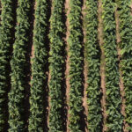 Venda do tabaco assegura mais de R$ 117 milhões de ICMS aos municípios do RS