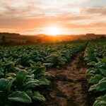 Produtor rural de Arroio do Tigre é investigado por suposto trabalho análogo à escravidão e busca acordo com o Ministério Público do Trabalho