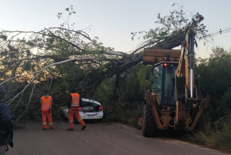 Agricultor morre após árvore cair sobre carro na ERS-410, em Candelária