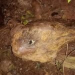Ladrões abatem vaca no interior de Passa Sete