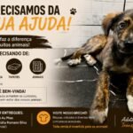 Grupo Au Au Miau pede ajuda da comunidade para manter atendimentos