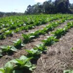 Safra 2026/2027 de tabaco começa com cautela diante de incertezas econômicas e climáticas