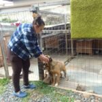 ONG Au Au Miau busca lares para cães e reforça pedido de doações