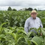 Afubra destaca a importância das famílias produtoras de tabaco no Dia do Produtor