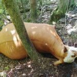 Vaca é abatida a tiros em propriedade de Estrela Velha
